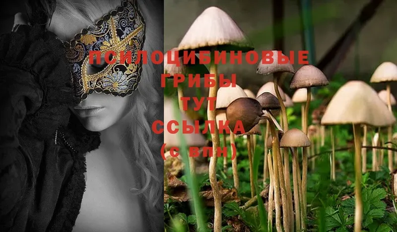 это как зайти  Куйбышев  Галлюциногенные грибы Magic Shrooms 